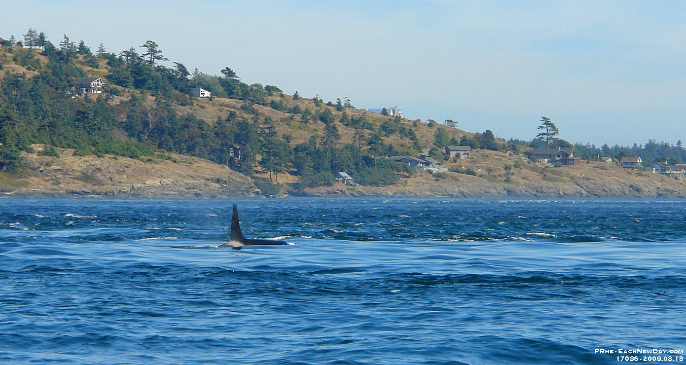 17036RoCrLeSh - Whale watching, Victoria